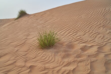 Green Shrubs Grow In The Abu Dhabi Desert