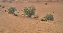 Green Shrubs Grow In The Abu Dhabi Desert
