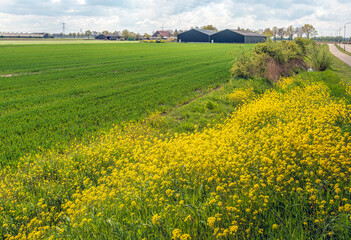 Wall Mural - Yellow flowering rape seed on the edge of a recently sown field in the Netherlands, It is a cloudy day in the beginning of the spring season.