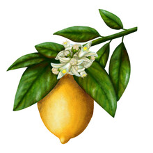 Lemon On A Branch With Leaves And Flowers Illustration On A White Background, In Vintage Style, Acrylic Paints, Picture, Clipart