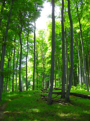  wonderful green beech forest in the jasmund national park on ruegen