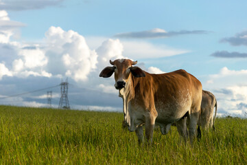 Wall Mural - brown nelore cattle in the farm pasture