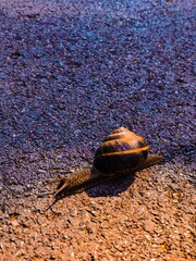 turtle on the stone