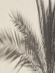 Poster - Tropical palm tree leaves and sunlight shadows on neutral beige wall. Aesthetic floral shadow silhouette background