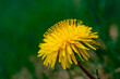 żółty kwiat mniszek lekarski