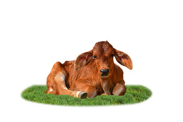 A young brown chestnut colored calf, face only, looking at camera, against isolated on white background