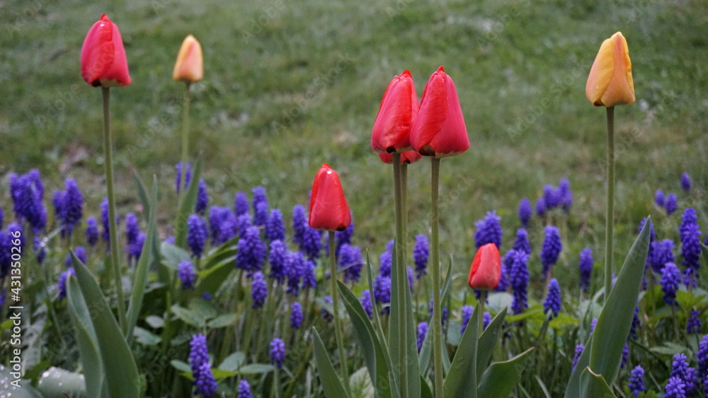 Tulipany i szafirki posadzone na rabacie przy trawniku - obrazy, fototapety, plakaty 