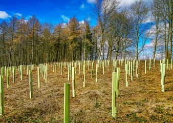 Newly planted trees