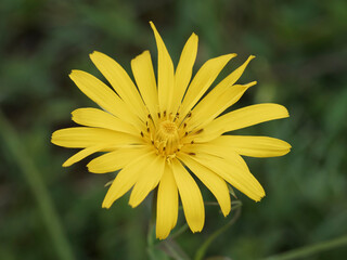 Poster - (Tragopogon pratensis orientalis) Vue en détail d'une fleur de Salsifis des prés d'Orient à ligules jaune or et anthères striés de violet foncé