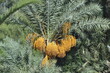 Palmy daktylowe, owoce uprawiane w Tunezji na Dżerbie, Afryka
