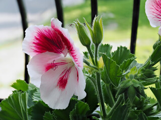 Wall Mural - Geraniums Grandiflora, pelargonium