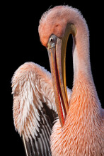 Great White Pelican With Pink Plumage Isolated On Black Background. Close-up Portrait Of The Rosy Pelican (Pelecanus Onocrotalus) In Breeding Season Cleaning Breast Feathers With Its Huge Bill.