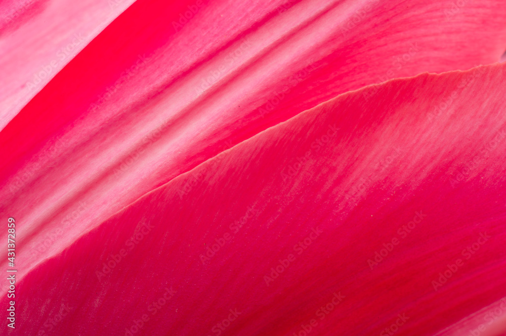 Closeup of pink tulip - obrazy, fototapety, plakaty 