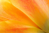 Fototapeta Łazienka - Closeup of orange tulip