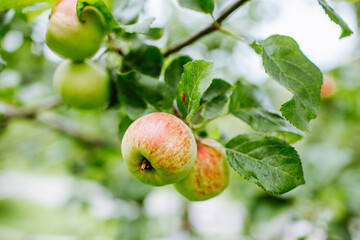 Ripe and juicy red apples suspended on tree between green leaves. Harvest, season.