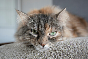 close up portrait of grey sleepy siberian cat at home
