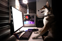 The Dog Sits At The Table And Looks At The Computer Screen. The Puppy Works At The Computer At Home