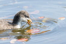 Coot Chick Chewing Weed