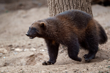 Wall Mural - siberian wolverine gulo gulo in nature
