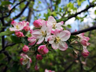 Wall Mural - Blossom trees - flower details - pink apple blossom