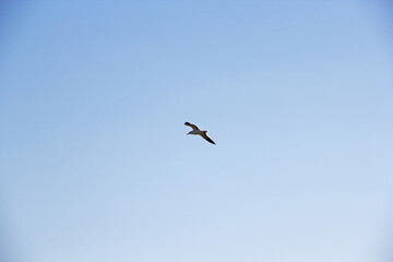 Canvas Print - birds in flight