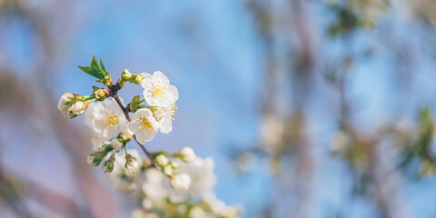 Wall Mural - blooming cherry branch against the blue sky. selective soft focus. spring banner.