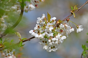 Sticker - Vogel-Kirsche // Wild cherry (Prunus avium)