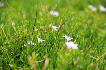 Canvas Print - white spring flowers