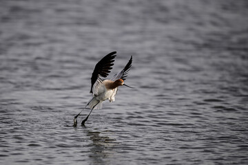 Wall Mural - American Avocet - Recurvirostra americana