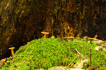 Natural small forest landscape with moss and mushrooms