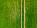 Fototapeta Psy - top down aerial green field with long path