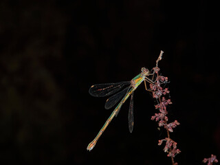 dragonfly on a branch