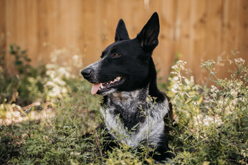 Wall Mural - Beautiful dog in the grass