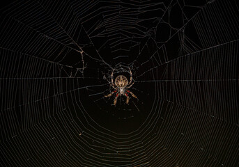 spider on the web