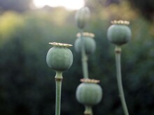 Green Poppy Seed