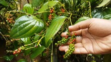 Hand Checking Newly Grown Healthy And Organic Farm Fresh Young Black Pepper Plant Red And Green Seeds For Any Damages In A Pepper Farming Plantation Of Indian State Kerala. Beautiful Close Up View.