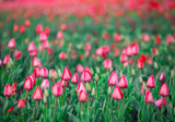Fototapeta Tulipany - Kwitnące tulipany