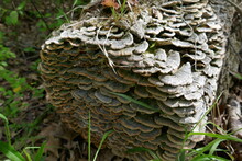 Shelf Fungi Densely Covering Tree Log On Ground