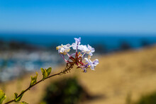 A Close Up Of A Gorgeous Light Purple Plumbago Auriculata Flower Surrounded By Lush Green Leaves And Blue Sky At Dana Point Bluff Top Trail In Dana Point California USA