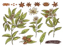 Anise Plant Parts Set With Anise Stars, Engraving Vector Illustration Isolated.