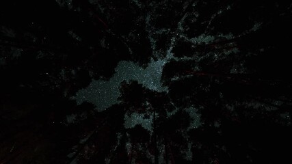Wall Mural - The Milky Way moves through the night sky above the tall pines in Pog Lake Campground in Algonquin Park