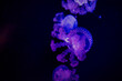 © Kari - Bright, blue and purple jellyfish glowing in the dark water in a tank at the Malta National Aquarium.