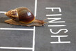 © Aleksandr - The snail is the first to cross the finish line. The concept of a difficult victory in competitions