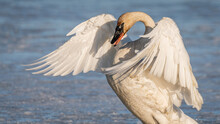 Large Tundra Swan In Attacking, Attack Aggreisve Stance, Position While Standing On River Ice In Spring Time. Icy, Slushy Water In Background With Full Body Showing. 