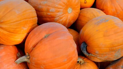 Wall Mural - pumpkins. Farmed organic pure vegetables. Autumn vegetable market. Pumpkin harvest. Thanksgiving and Halloween symbol