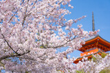 Fototapeta Dziecięca - 京都　清水寺の三重塔と桜