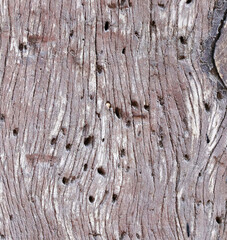 Wall Mural - Texture of vintage wood boards after damage caused by bark beetle