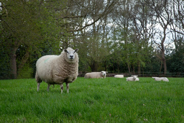 Sheep in green meadow grass. Uffelte Drenthe Netherlands.