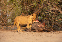 Lioness (Panthera Leo) Eating  A Caught Prey (Cape Buffalo)