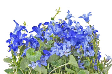 blue bellflowers lush bunch isolated on white